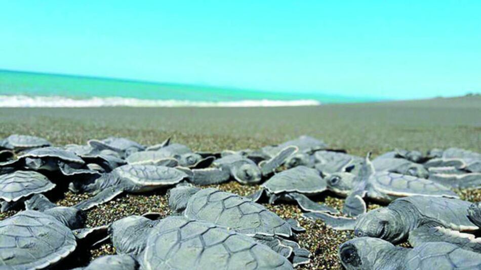 Refugio de tortugas está en peligro