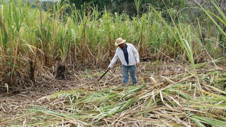 Demanda de etanol en Brasil provoca déficit de azúcar
