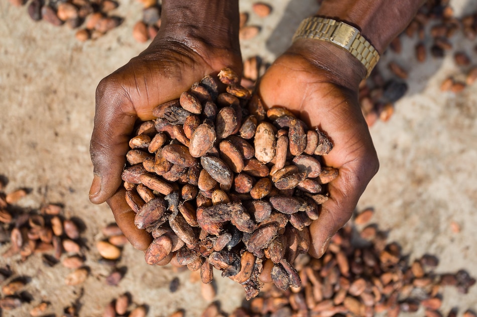 La industria brasileña del cacao alerta sobre la ‘inviabilidad’ de exportar a Estados Unidos