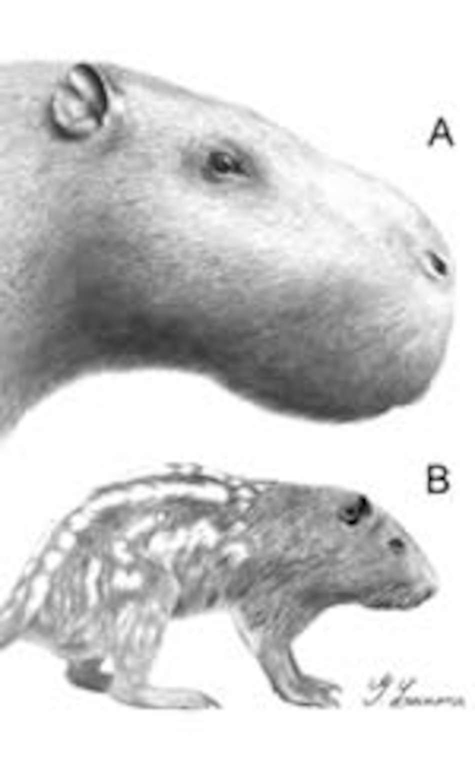 Roedor "gigante" habitó tierras de Uruguay