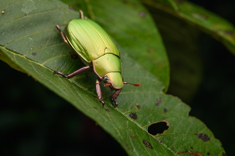 Biólogo panameño es incluido en catálogo mundial de especialistas en estudios de escarabajos