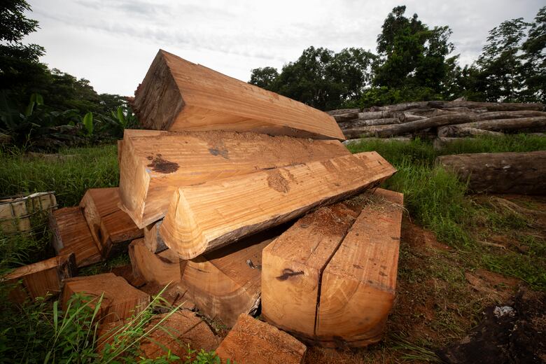 Detectan 30 áreas críticas de deforestación en Darién; Miambiente suspende permisos forestales