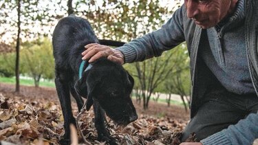 Perros truferos se ‘gradúan’ en universidad