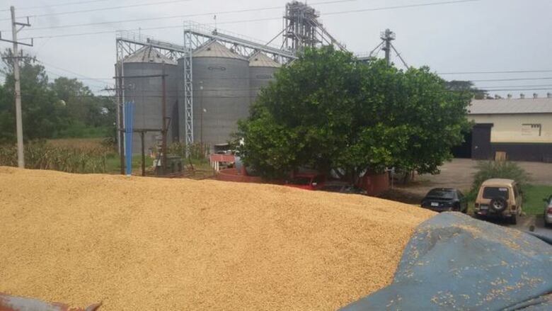 Los Santos: Arroceros y camioneros protestan por falta de espacio para almacenar el grano