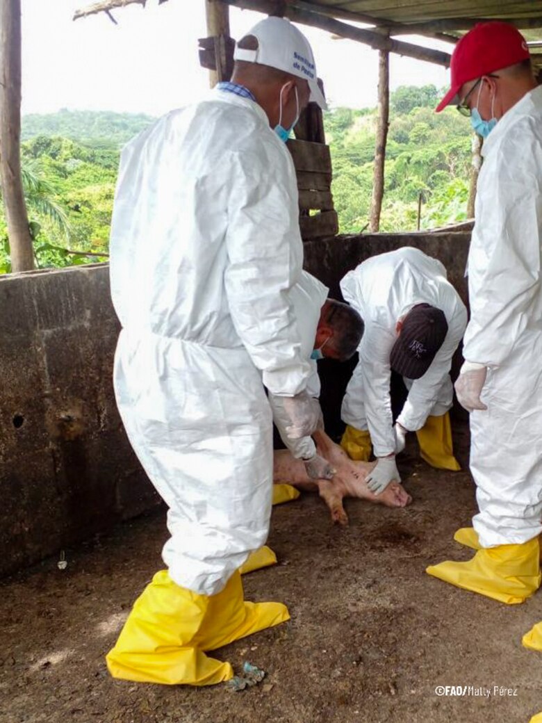 FAO advierte de la grave amenaza que representa la peste porcina africana en la región