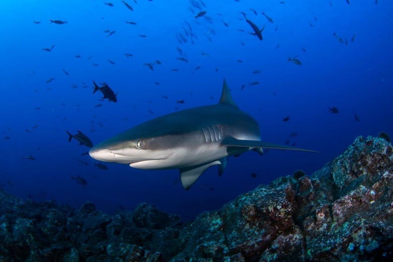 ‘Me perdonó la vida’: el impresionante relato del mexicano que sobrevivió a la mordida de un tiburón en la cabeza