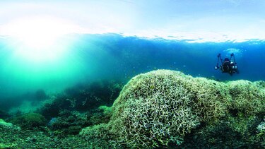 La Gran Barrera de Coral se descuida