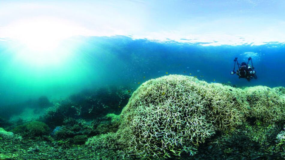 La Gran Barrera de Coral se descuida