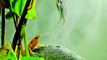 Rana dorada, solo en cautiverio