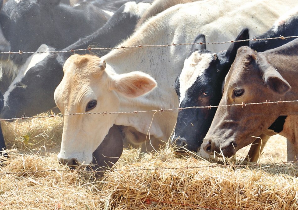 Cuatreros aprovechan toque de queda para sacrificio ilegal de ganado en Los Santos
