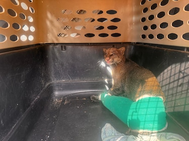 Yaguarundí rescatado en Herrera es trasladado a la capital para cirugía y recuperación