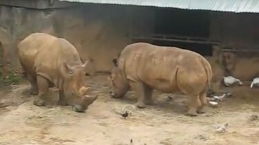 Reporte revela negligencia y maltrato en zoológico de Puerto Rico