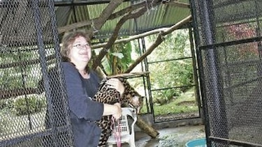 Cazadores acaban con los ocelotes