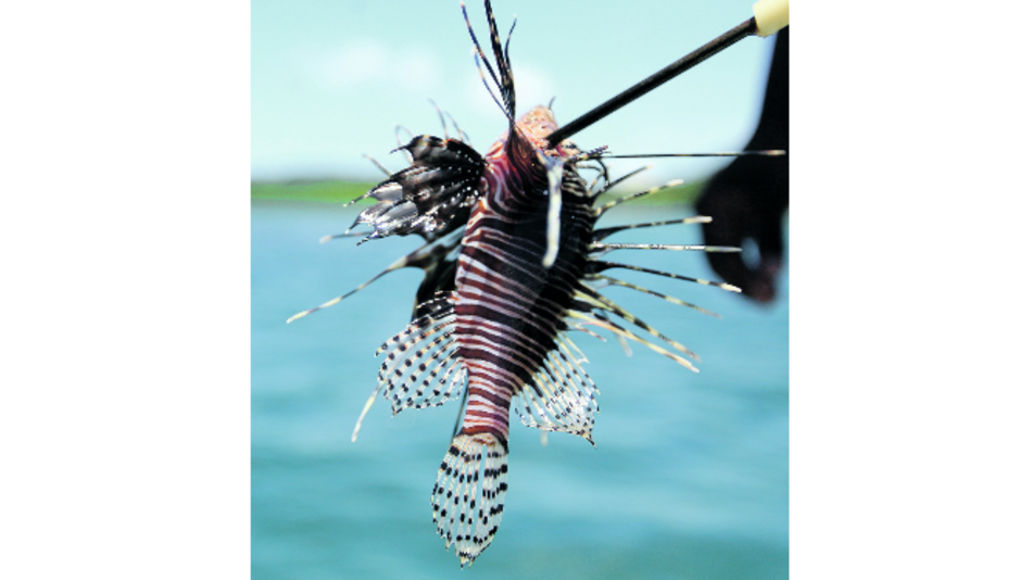 Cuba lleva a la mesa al pez león