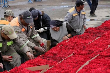 Ecuador impone récord Guinness con pirámide de rosas