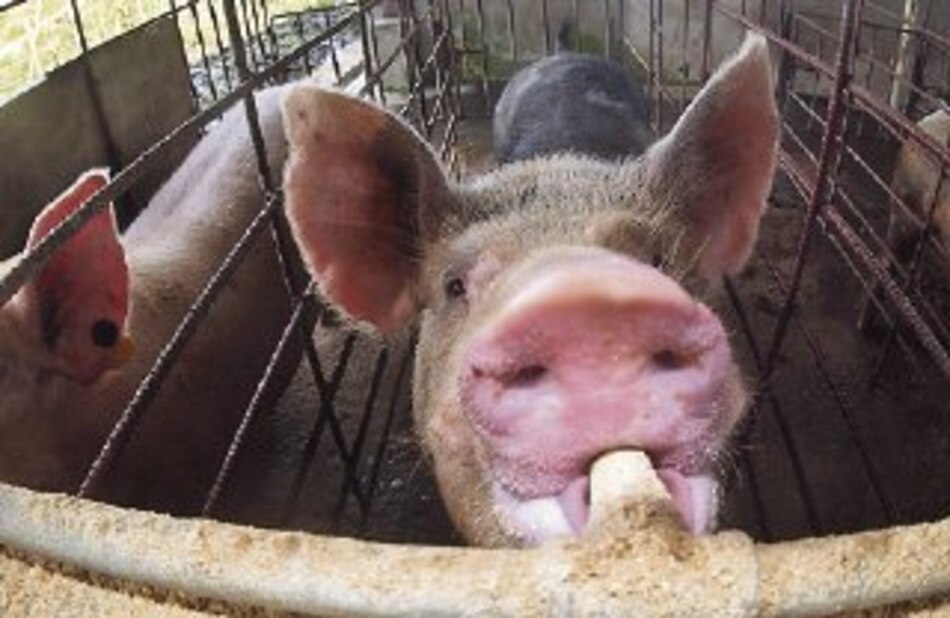 Sector porcino en crisis por sobrecostos