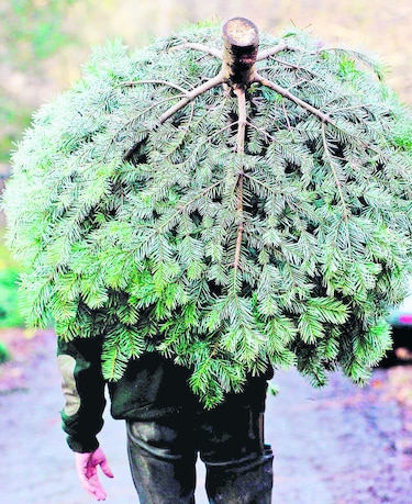 Parisinos alquilan árboles de Navidad