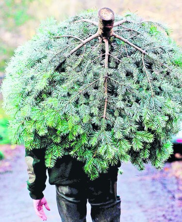 Parisinos alquilan árboles de Navidad
