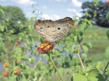 Maravillosas ‘alas con escamas’