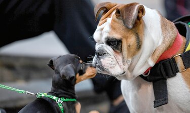 Spotify crea listas para mascotas solitarias