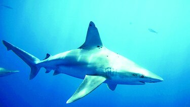 FAO crea ‘software’ para proteger a los TIBUrones
