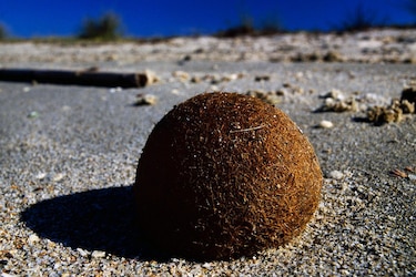 Qué son las ‘pelotas de Neptuno’ cargadas de plásticos que aparecen en las playas