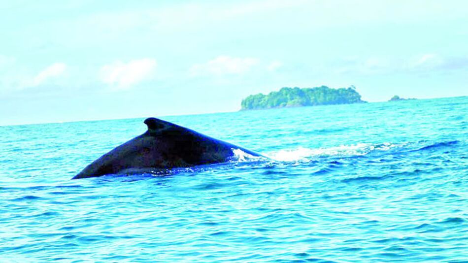 Avistar ballenas, el oficio de moda