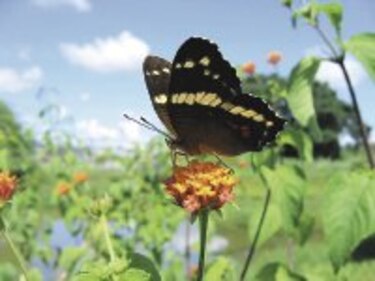 Maravillosas ‘alas con escamas’