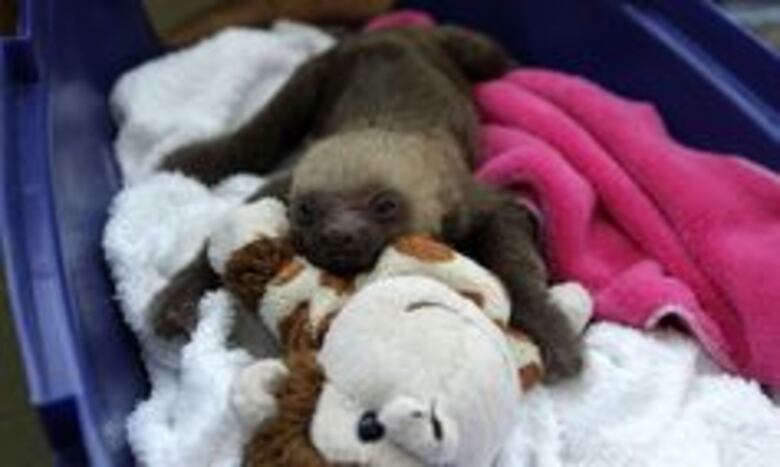 Al rescate de la fauna agreste