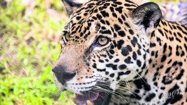 Esperanza para salvar al jaguar en Panamá