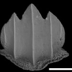 Dentículos: una mirada al pasado de los tiburones