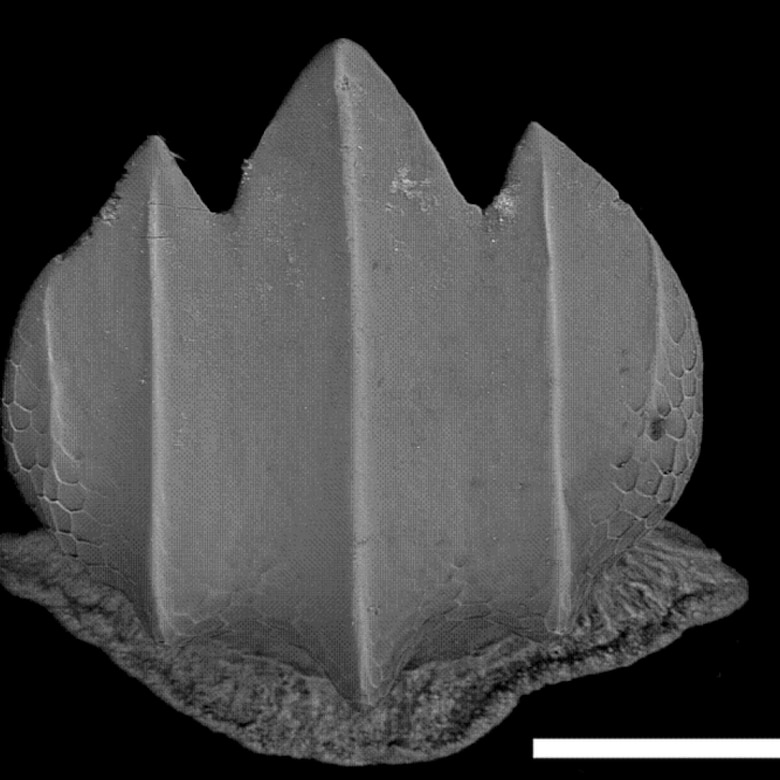 Dentículos: una mirada al pasado de los tiburones