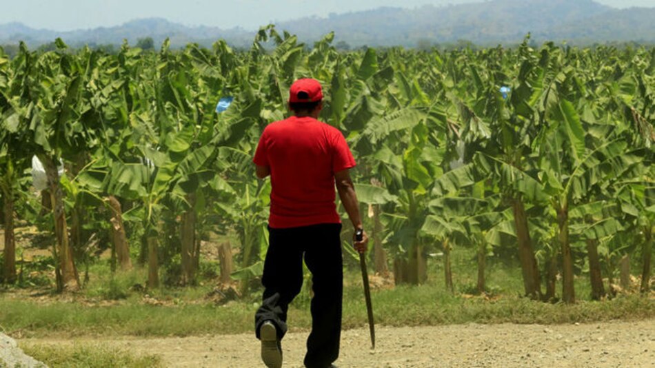 Barú y la ilusión de resurgir