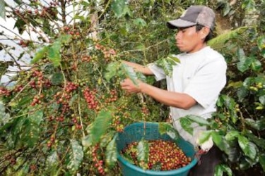 Caficultores, a un paso de recolectar la cuota