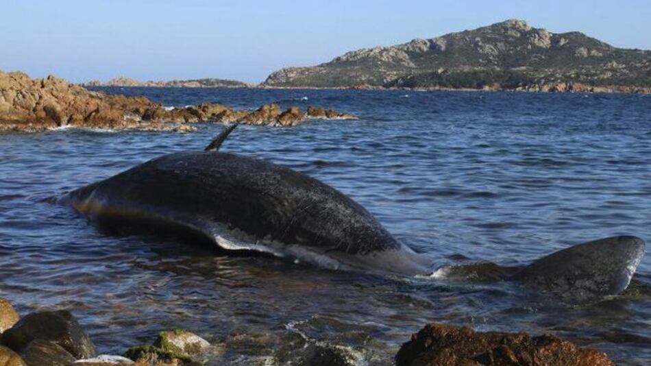 Italia: hallan ballena muerta con plástico en su barriga