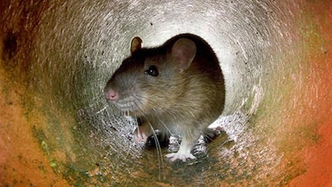 Por qué hay cada vez más ratas en las ciudades