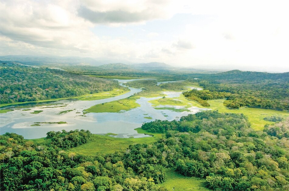 Logran sembrar 5 millones de árboles en la cuenca hidrográfica