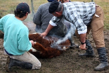 La multimillonaria estafa de las ‘vacas virtuales’ que sacude a Uruguay, uno de los países más ganaderos del mundo