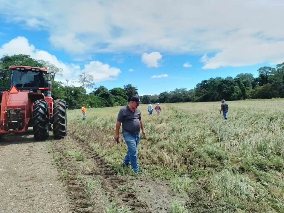 Inundaciones en Los Santos: hay daños en 70 hectáreas de siembra de arroz y zapallo, y en 12 fincas de cerdos