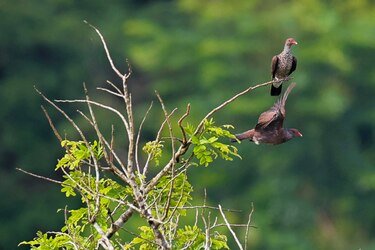 Panamá se consolida como destino para la observación de aves en el Global Big Day