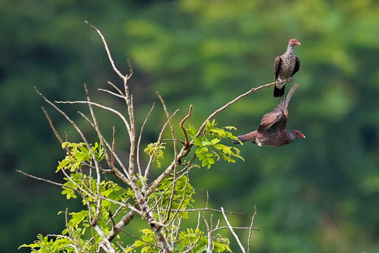 Panamá se consolida como destino para la observación de aves en el Global Big Day