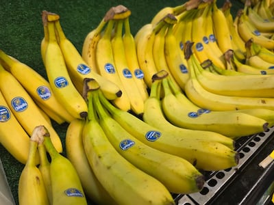 Gobierno se reunirá con representantes de Chiquita; proyectan exportar banano entre diciembre y enero