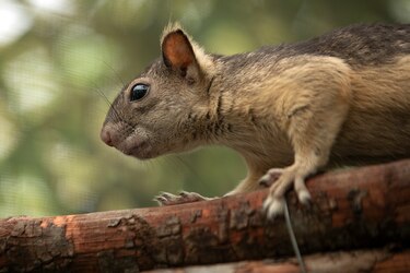 ‘No son mascotas’: Profesora Ileana Cotes, la encantadora de búhos