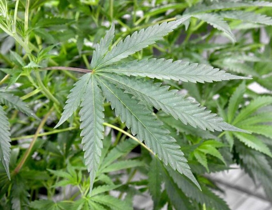 Paraguay: comienzan ventas de aceite de marihuana medicinal