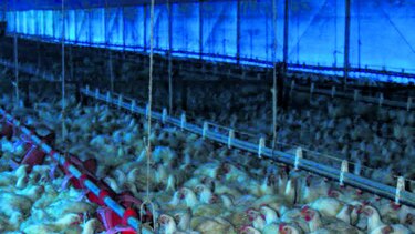 Desisten de cobrar impuesto a avicultores