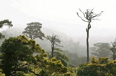 Encuentran árbol tico que tiene propiedades antiinflamatorias