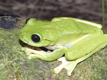 Hallan ranas entre nuevas especies de Papua Nueva Guinea