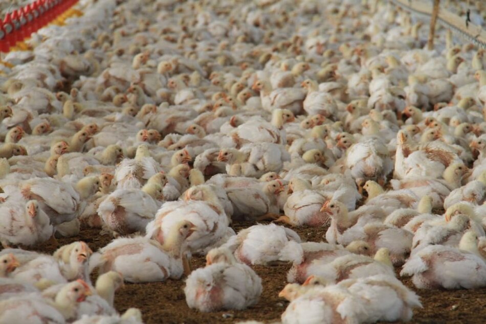 Confirman caso de Influenza Aviar