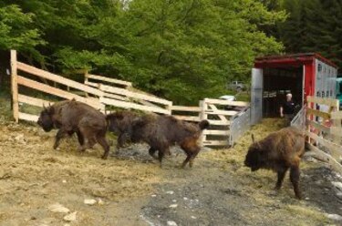 El bisonte europeo regresa a Rumania
