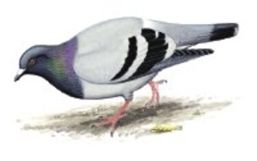 La paloma doméstica